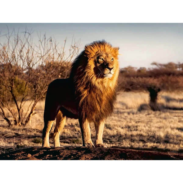 RAVENSBURGER PUZZLE 1500 pcs LION