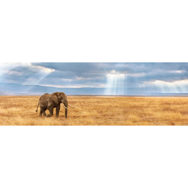 CLEMENTONI PUZZLE PANORAMA HIGH QUALITY COLLECTION ELEPHANT 1000 PCS