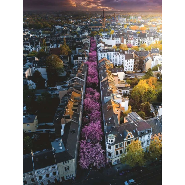 RAVENSBURGER ΠΑΖΛ 1500 τεμ. ΑΝΘΙΣΜΕΝΗ ΒΟΝΝΗ